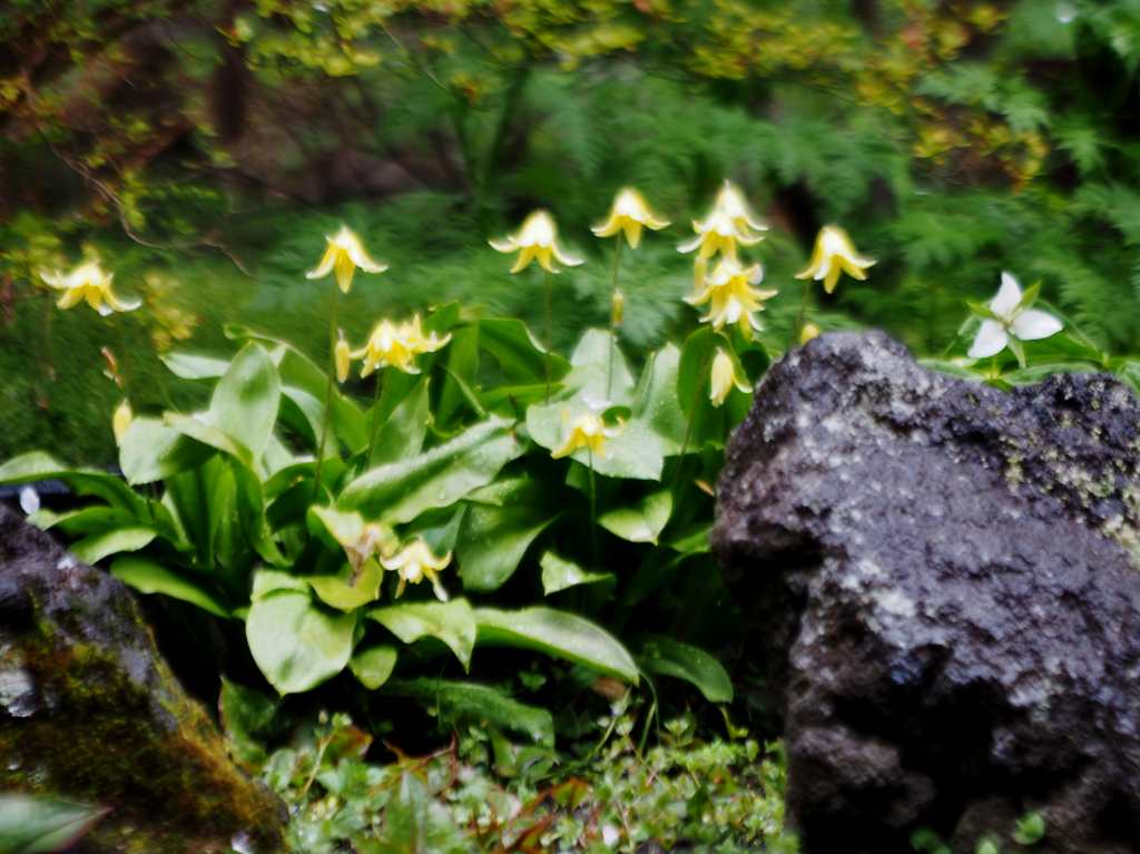 洞爺老三樹・有珠善光寺石割桜・中登別桜並木、壮瞥滝、地球岬・三階滝を巡るツアー　０５０２_c0183777_1227332.jpg