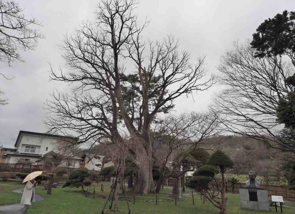 洞爺老三樹・有珠善光寺石割桜・中登別桜並木、壮瞥滝、地球岬・三階滝を巡るツアー　０５０２_c0183777_1231990.jpg