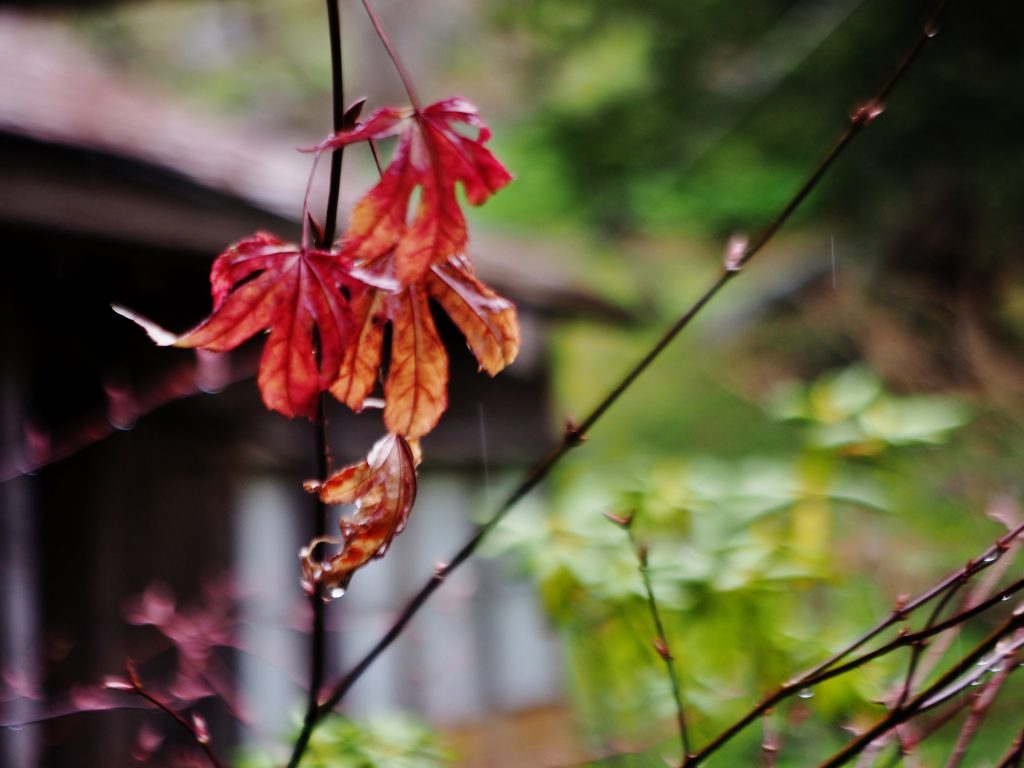 洞爺老三樹・有珠善光寺石割桜・中登別桜並木、壮瞥滝、地球岬・三階滝を巡るツアー　０５０２_c0183777_12323291.jpg