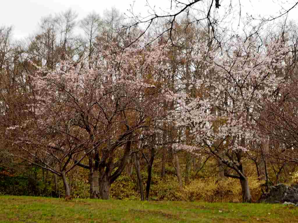 洞爺老三樹・有珠善光寺石割桜・中登別桜並木、壮瞥滝、地球岬・三階滝を巡るツアー　０５０２_c0183777_12343885.jpg