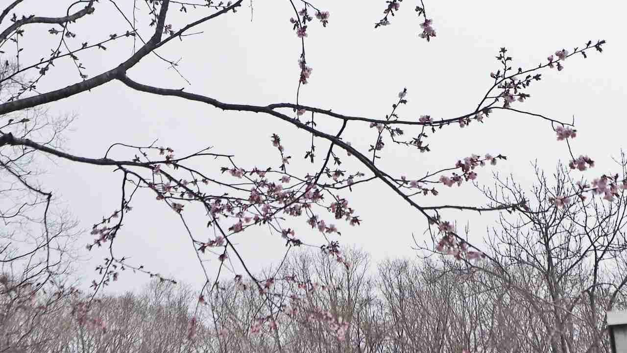 洞爺老三樹・有珠善光寺石割桜・中登別桜並木、壮瞥滝、地球岬・三階滝を巡るツアー　０５０２_c0183777_12564133.jpg