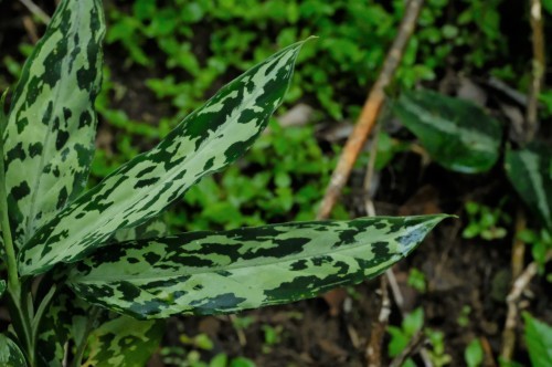 Aglaonema pictum HD from Aceh barat【AZ0419-2】病み上がり Aglaonema pictum HD from Aceh barat【AZ0419-2】病み上がり