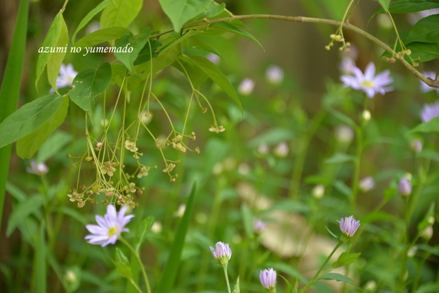 ツリバナに癒されています Azumiの夢まど