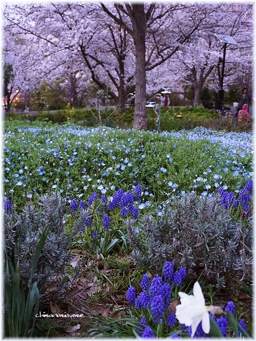 ◆桜、サクラ、ネモフィラ、夕暮れ時…次女猫ちゃん_e0357082_01382806.jpg