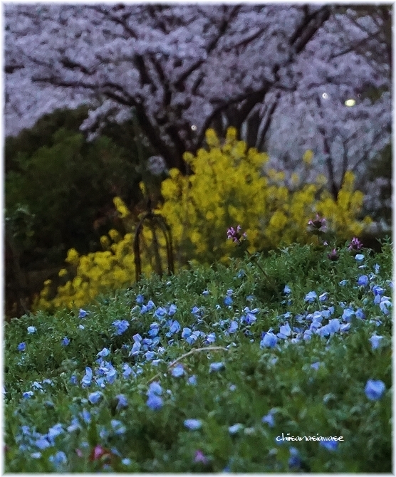 ◆桜、サクラ、ネモフィラ、夕暮れ時…次女猫ちゃん_e0357082_01390363.jpg