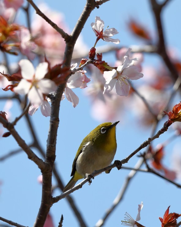 函館4泊5日鳥見キャンプ その2_a0377386_14502872.jpg