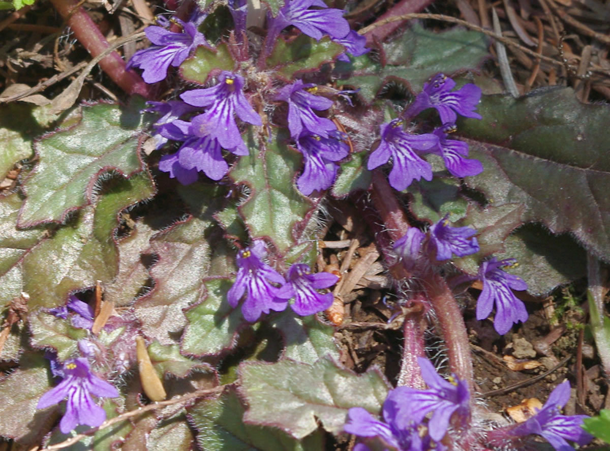 花と山野草/多摩森林科学園の春-1_b0123486_10331581.jpg