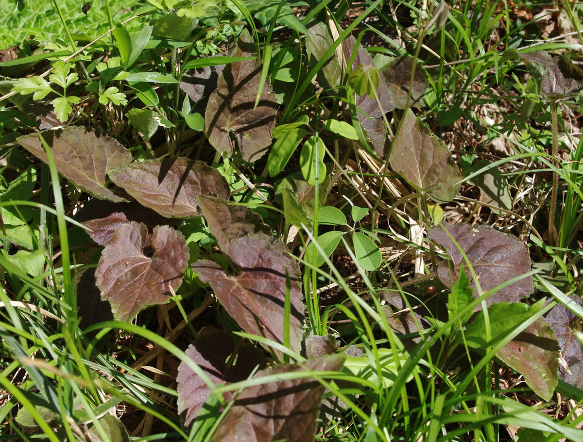 花と山野草/多摩森林科学園の春-1_b0123486_11120076.jpg