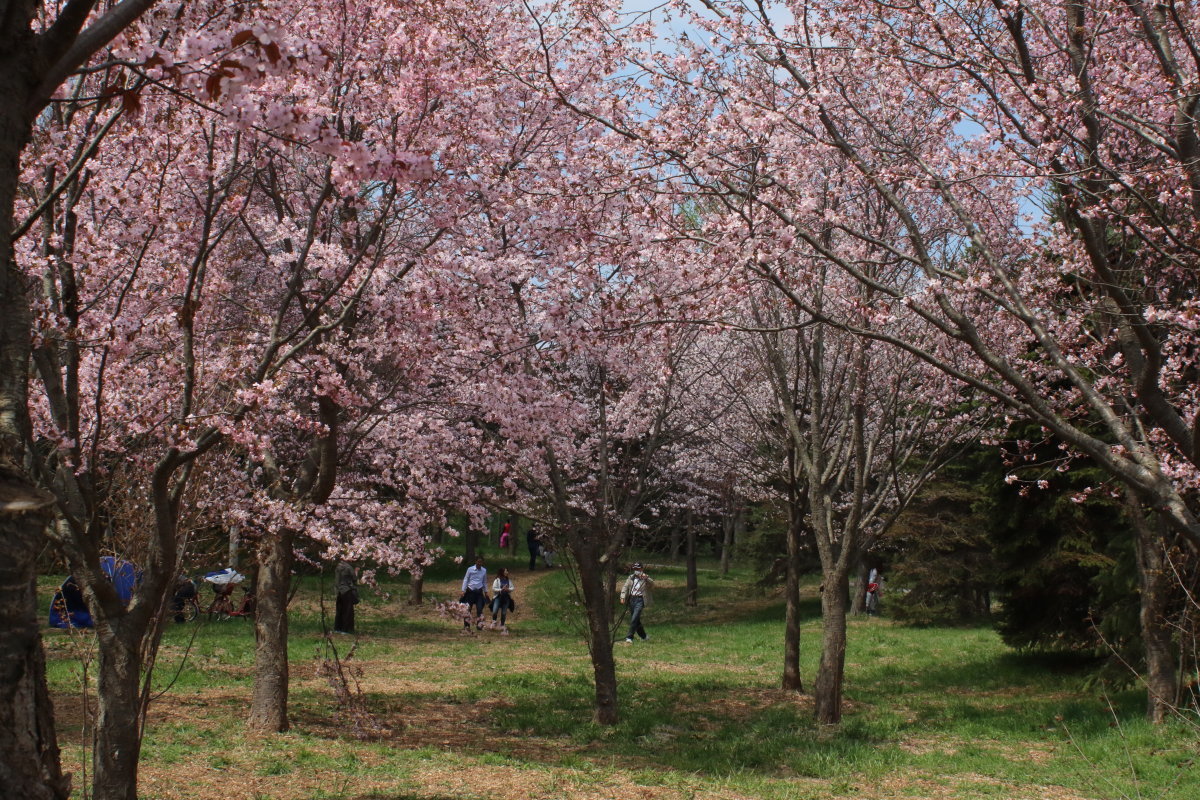 モエレ沼公園とi沼公園の桜 今日の鳥さん