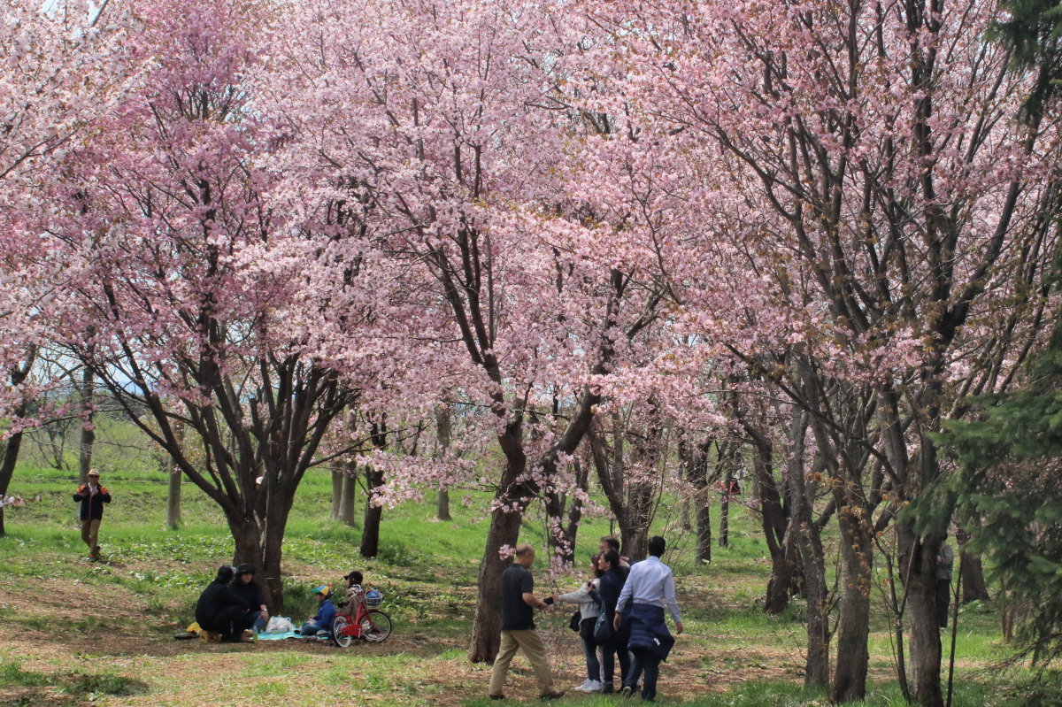 モエレ沼公園とi沼公園の桜 今日の鳥さん