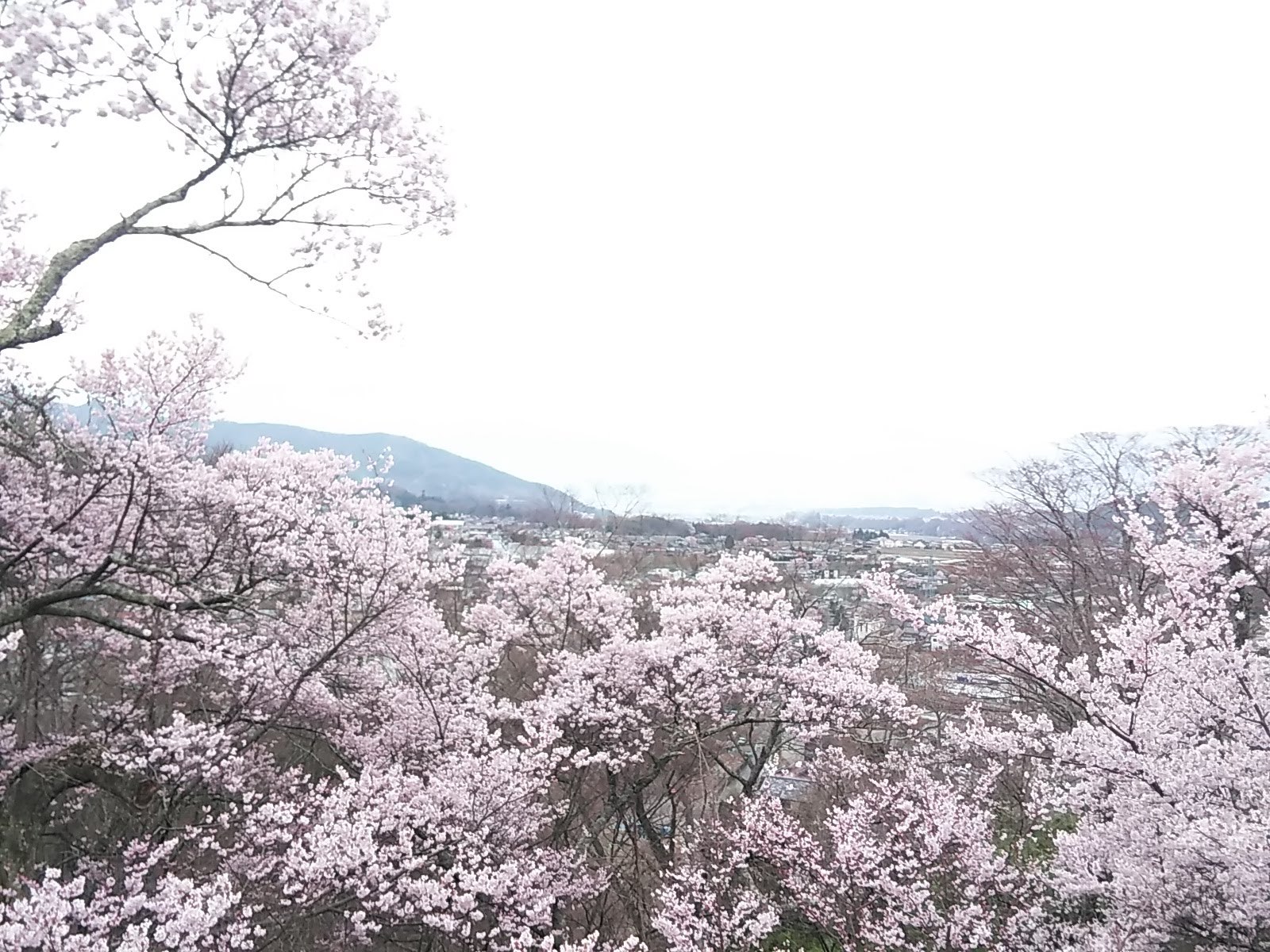 桜の花見ふたたび･････その２_b0331802_22360950.jpg