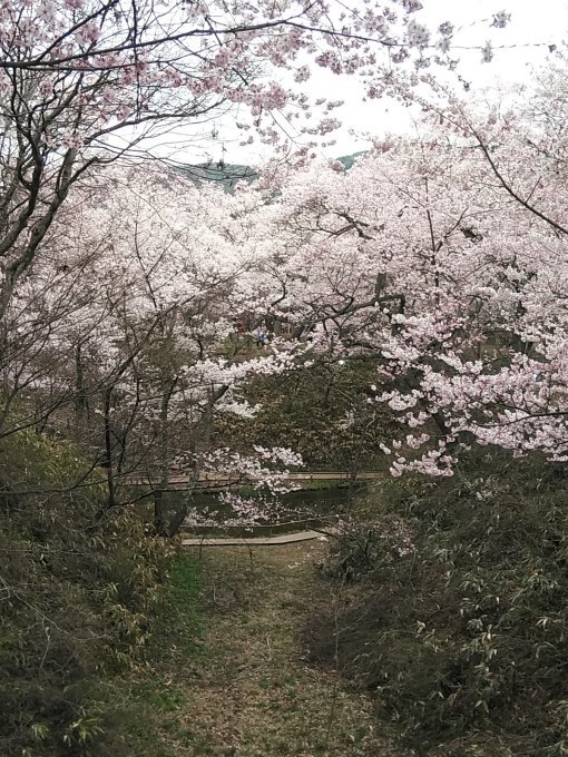 桜の花見ふたたび･････その２_b0331802_22360966.jpg