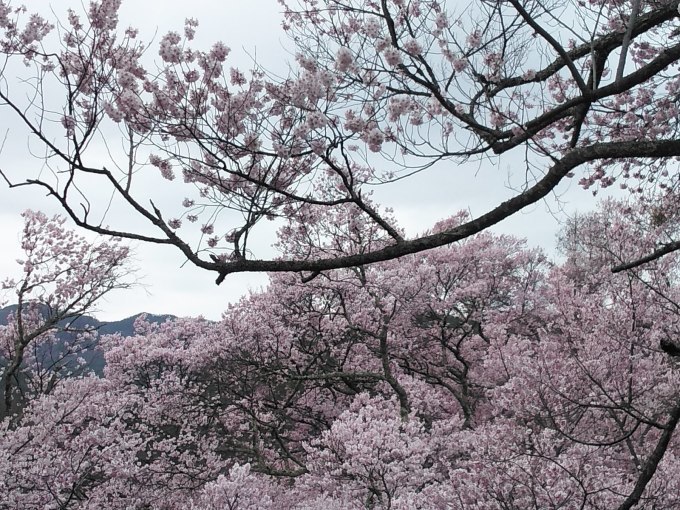 桜の花見ふたたび･････その２_b0331802_22361095.jpg