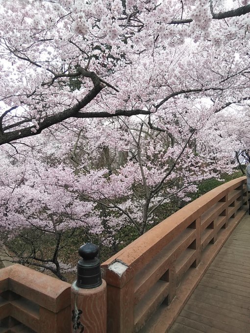 桜の花見ふたたび･････その２_b0331802_22361163.jpg