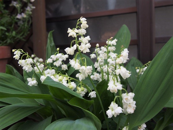 八重すずらん❀ 八重咲きスズラン （すずらんポット植え） ドイツスズラン