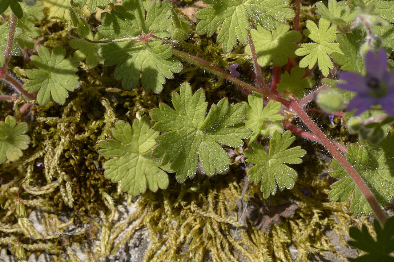 ヤワゲフウロ フウロソウ科 私の植物観察日記 ヤワゲフウロ フウロソウ科 私の植物観察日記