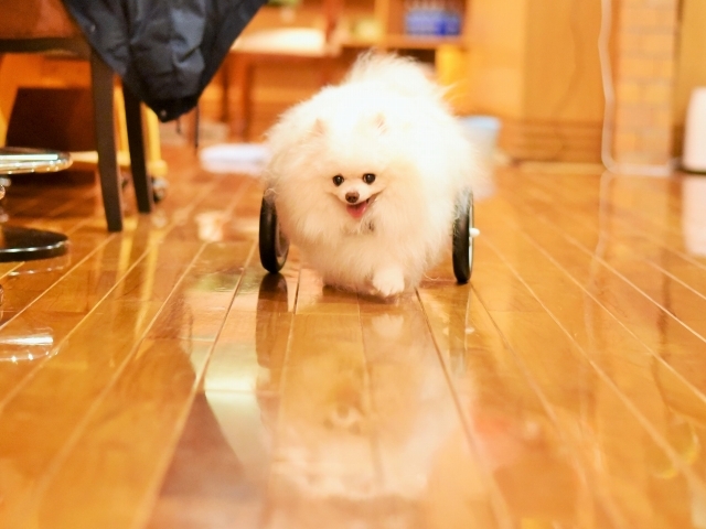 見守り隊_d0360206_00273239.jpg