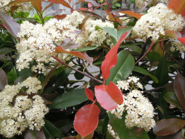 ベニカナメモチ 紅カナメ 芳吟の一写一句