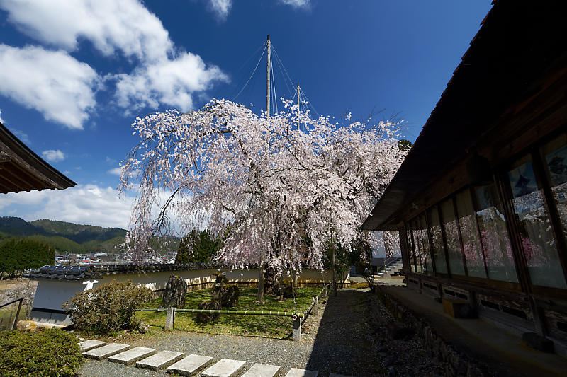 桜巡り2019@京北 福徳寺_f0032011_18060653.jpg