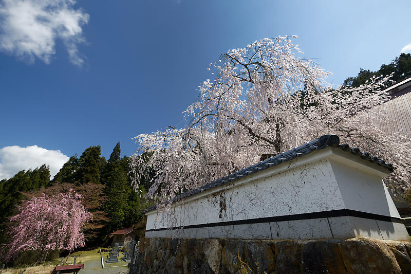 桜巡り2019@京北 福徳寺_f0032011_18060696.jpg