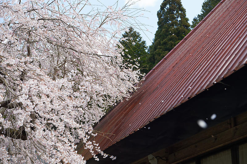 桜巡り2019@京北 福徳寺_f0032011_18060717.jpg