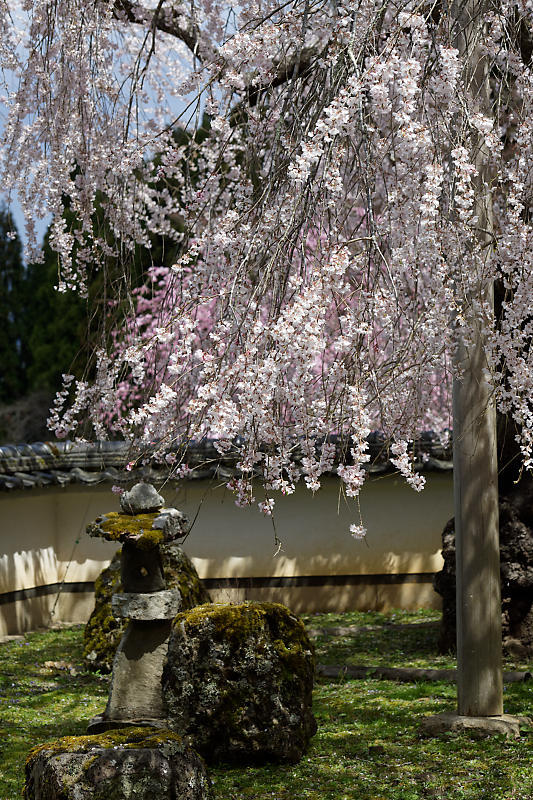 桜巡り2019@京北 福徳寺_f0032011_18060759.jpg