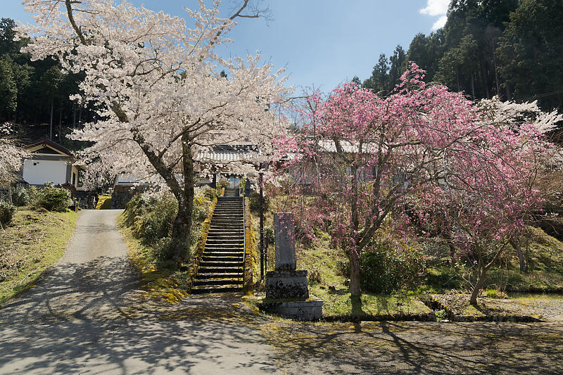 桜巡り2019@京北 福徳寺_f0032011_18060767.jpg