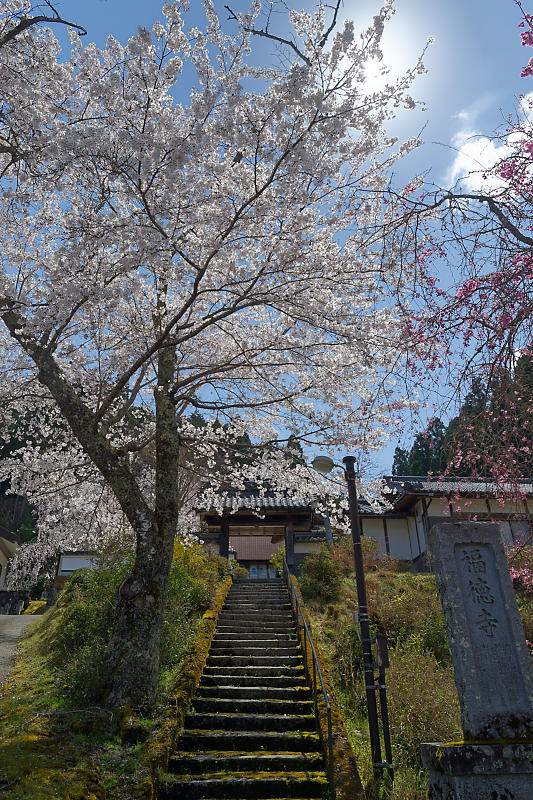 桜巡り2019@京北 福徳寺_f0032011_18060790.jpg