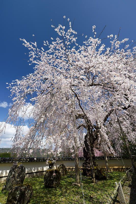 桜巡り2019@京北 福徳寺_f0032011_18060793.jpg