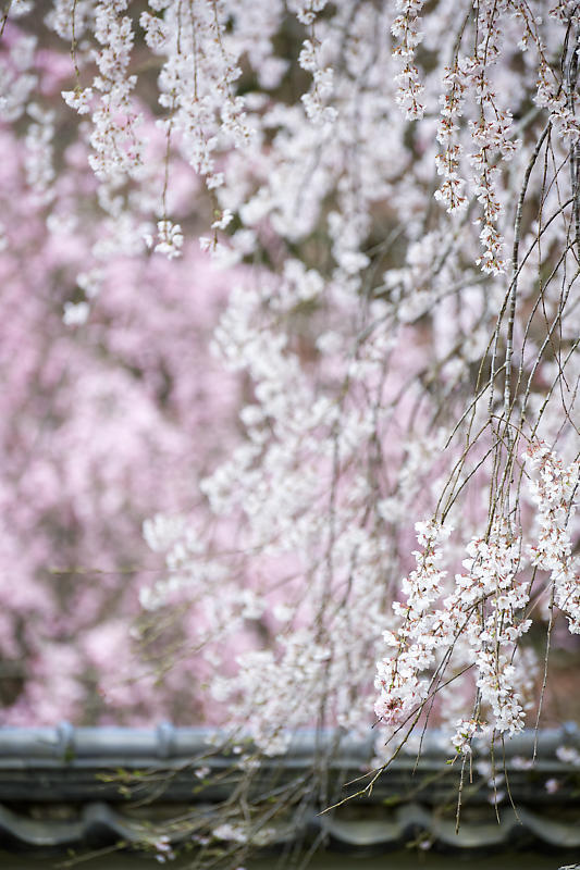 桜巡り2019@京北 福徳寺_f0032011_18113729.jpg