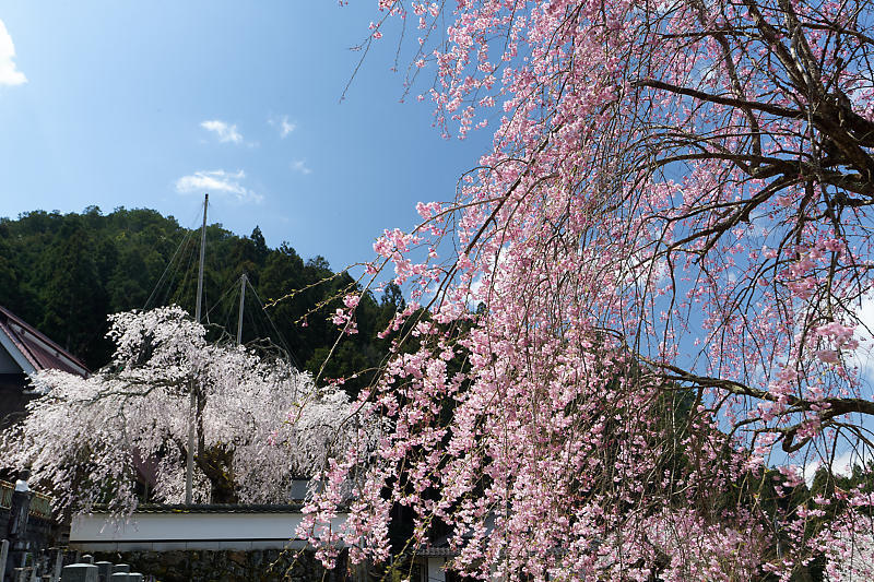 桜巡り2019@京北 福徳寺_f0032011_18113780.jpg