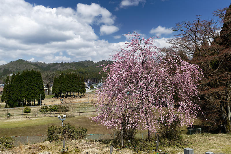 桜巡り2019@京北 福徳寺_f0032011_18113805.jpg