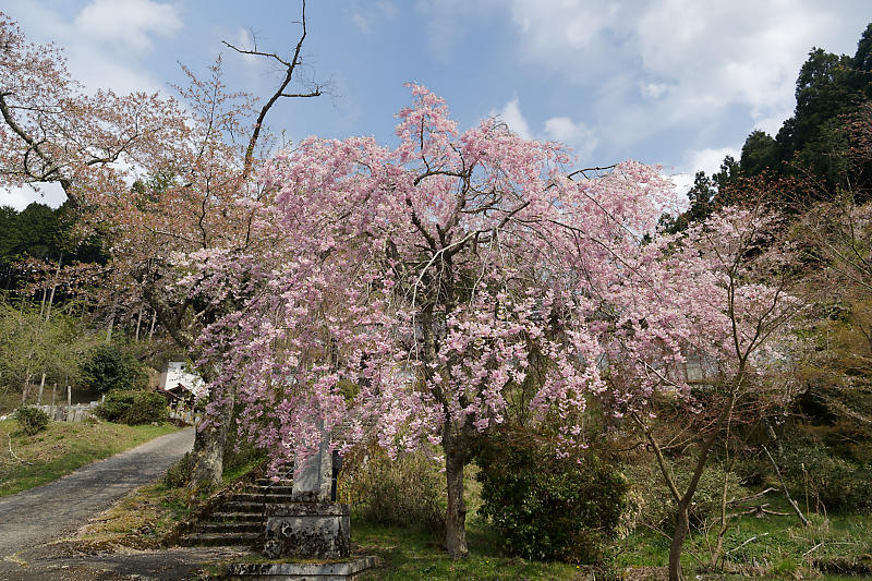 桜巡り2019@京北 福徳寺_f0032011_18113828.jpg