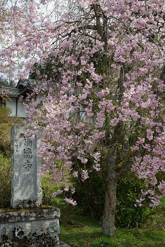 桜巡り2019@京北 福徳寺_f0032011_18113859.jpg