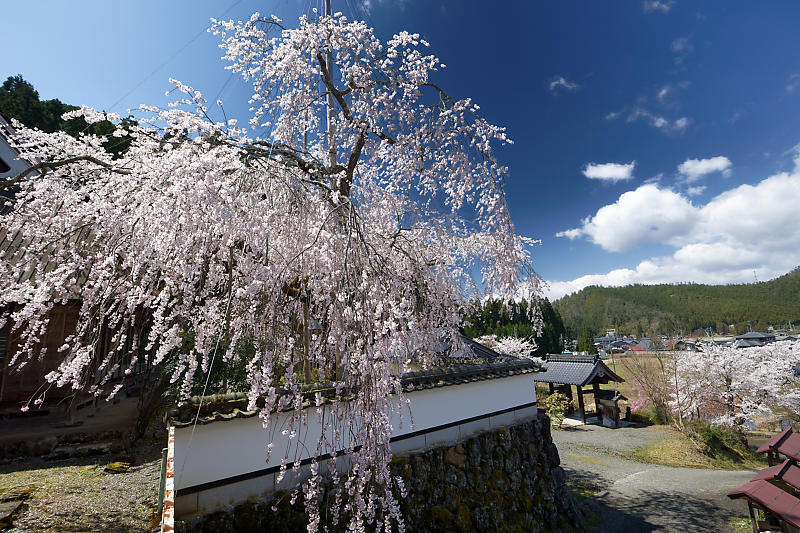 桜巡り2019@京北 福徳寺_f0032011_18113864.jpg