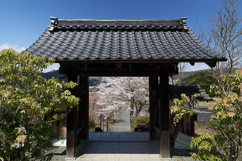 桜巡り2019@京北 福徳寺_f0032011_18113881.jpg