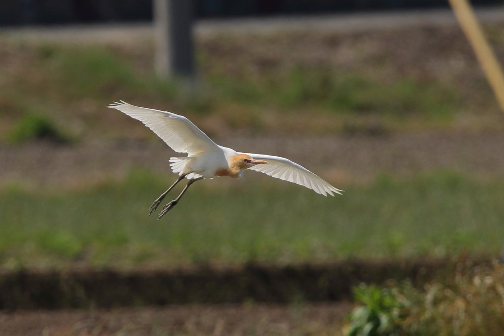 田圃(2019年5月4日)_f0235311_20260986.jpg