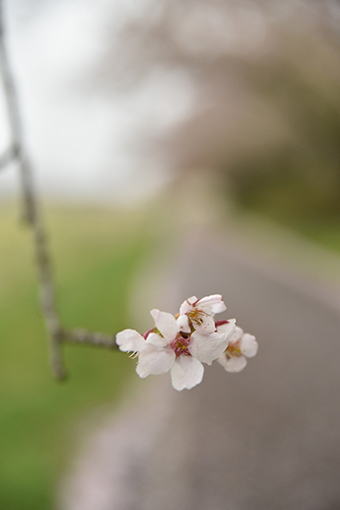 展勝地・2019桜_b0259218_06044278.jpg