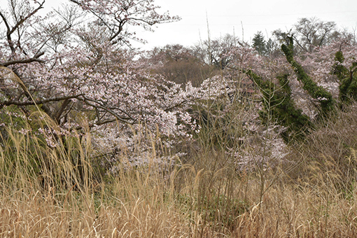 男鹿、過日・2019桜_b0259218_23542306.jpg