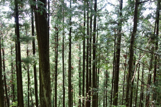 奥多摩＃２　～令和元年初日は武蔵御嶽神社から日の出山、つるつる温泉へ～_d0370737_13423650.jpeg