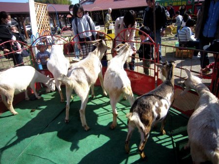 いちご動物園年間スケジュール げんきの郷の日々 いちご動物園年間スケジュール げんきの郷の日々