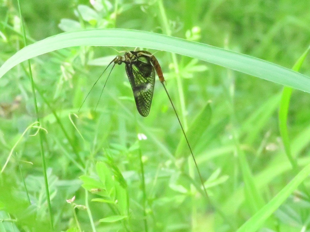 木曽川堤のモンカゲロウ_a0018655_09233569.jpg