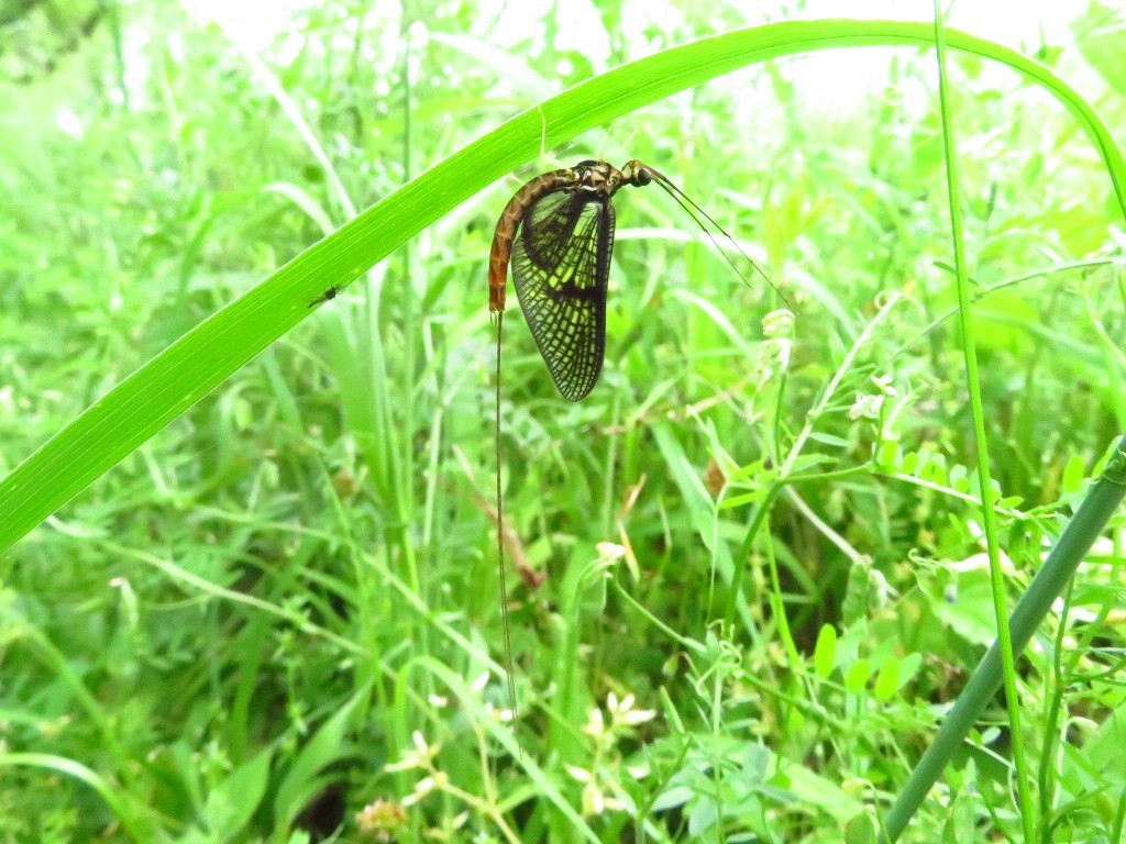 木曽川堤のモンカゲロウ_a0018655_09283488.jpg