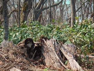 常呂のワッカ原生花園と遺跡の森、そして能取岬へ_e0004756_20591380.jpg