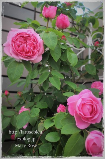 玄関の メアリーローズ La Rose 薔薇の庭
