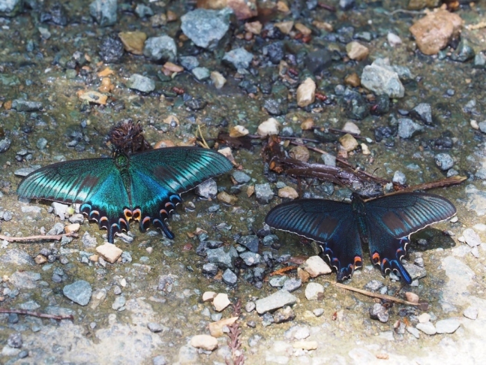 アゲハ類の発生状況確認_e0224357_21185080.jpg