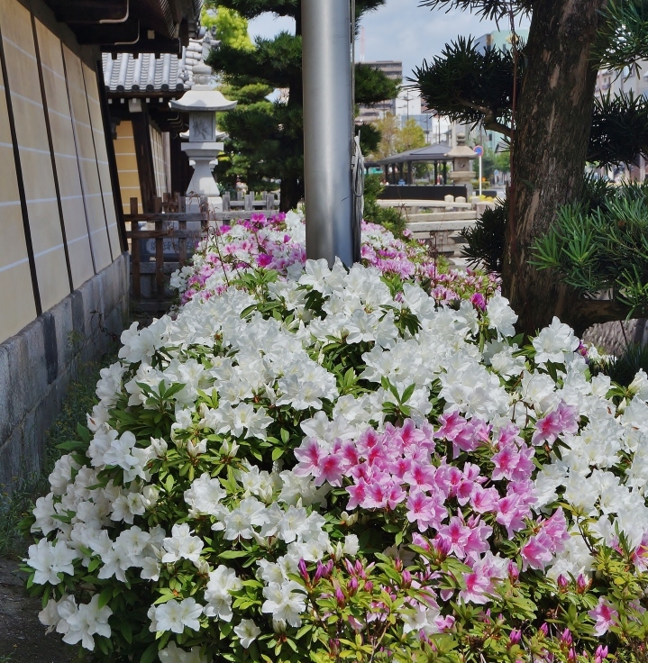 興正寺・西本願寺のツツジ_b0063958_07265071.jpg