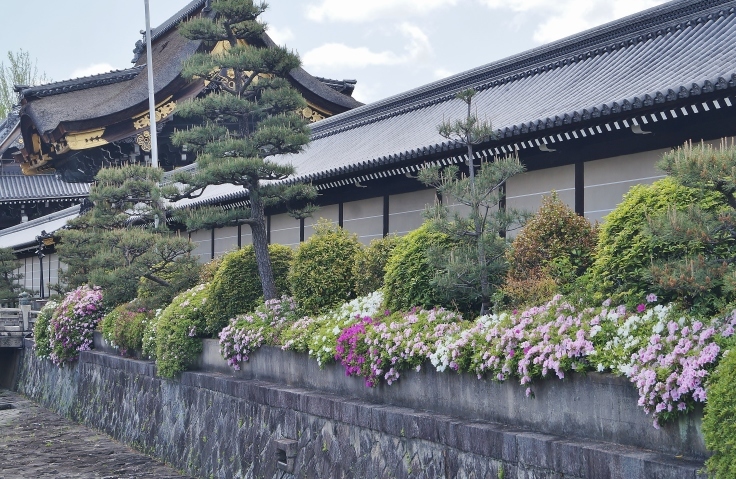 興正寺・西本願寺のツツジ_b0063958_07285420.jpg