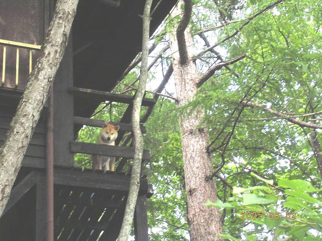 ’19,5,4(土)GWと軽井沢行きたい病!_f0060461_09282192.jpg