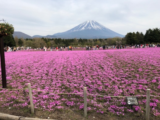 富士芝桜まつり_e0296464_20050491.jpg